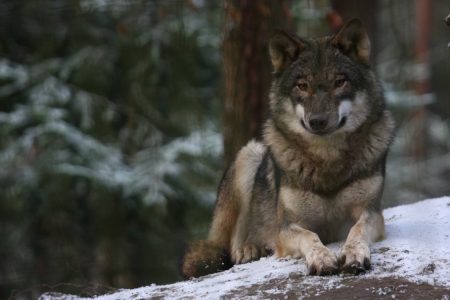 Wolf liegt im verschneiten Gehege im Wildpark Schwarze Berge
