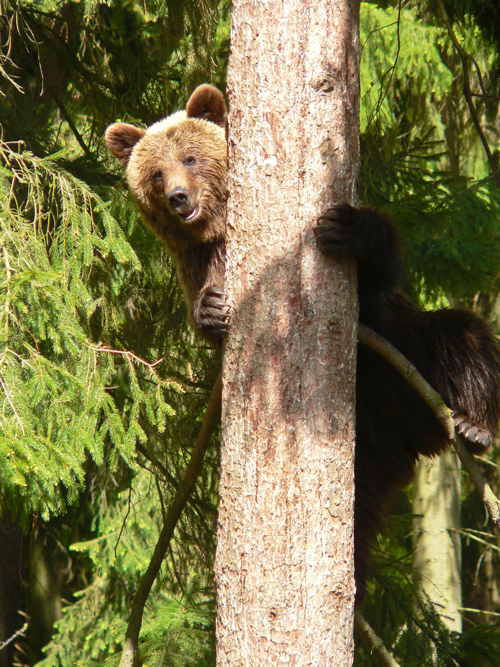 Bär auf Baum