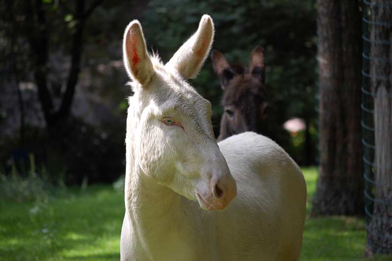 Barock-Esel Gloria im Wildpark Schwarze Berge