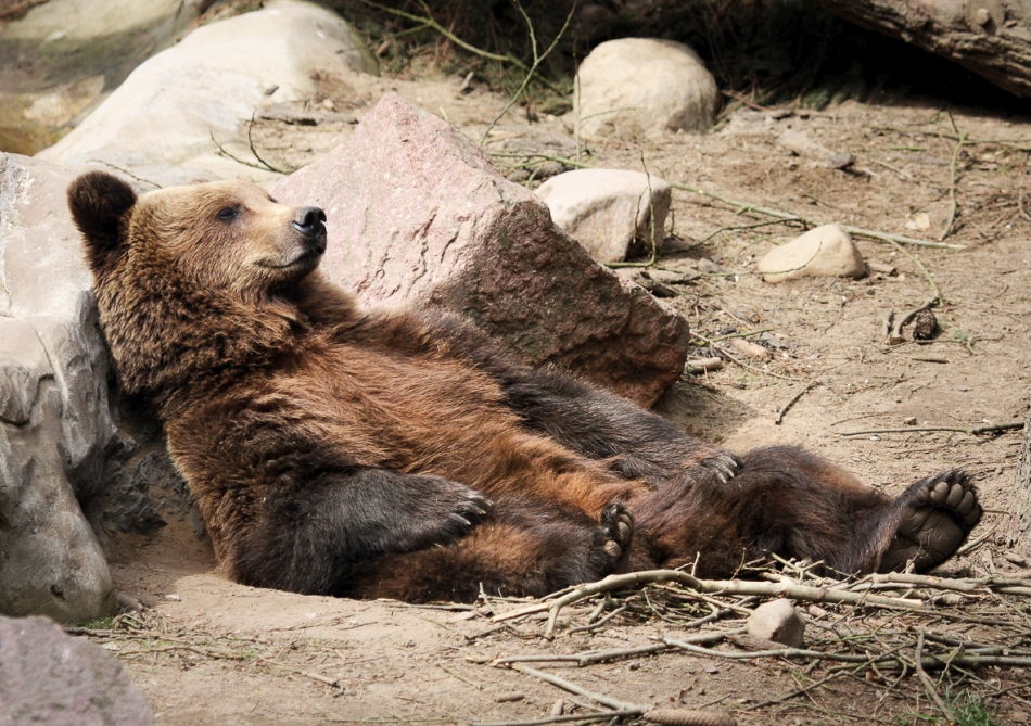 Braunbär schlafend, liegend im Wildpark Schwarze Berge