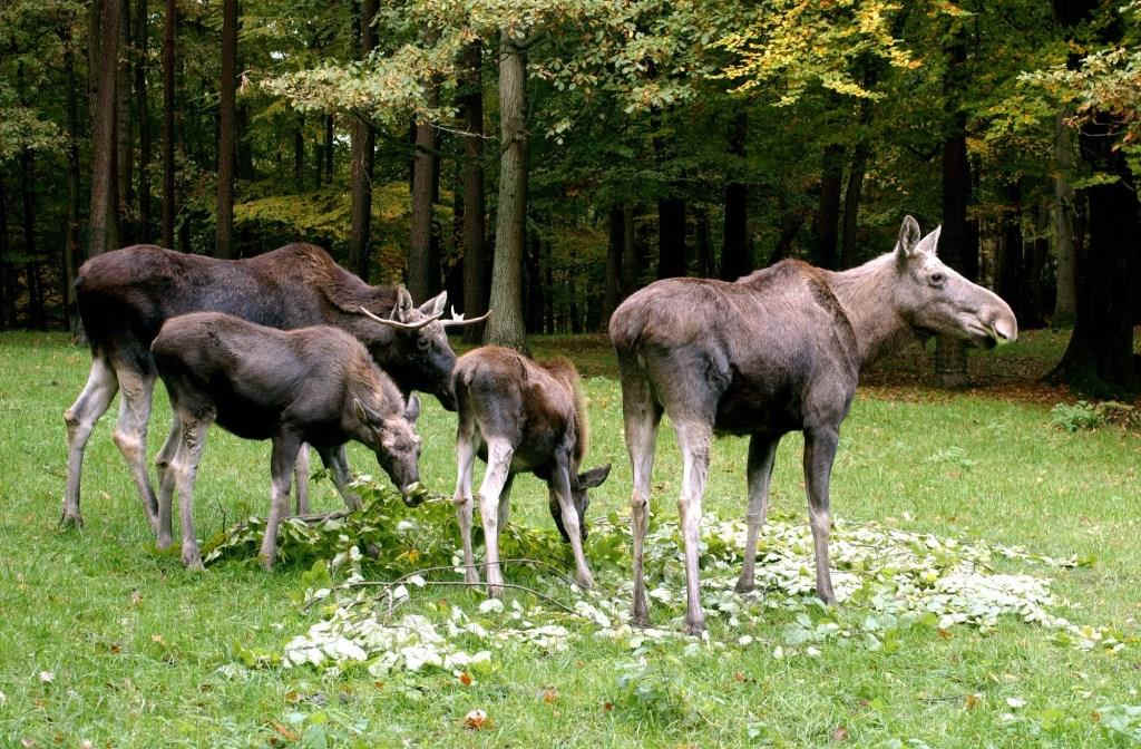 Elchfamilie grast auf einer grünen Wiese im Wildpark Schwarze Berge