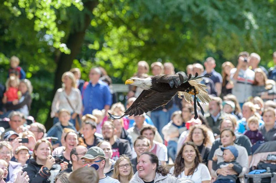 Weisskopfseeadler fliegt über die Zuschauer bei der Flugschau der Eventfalknerei im Wildpark Schwarze Berge