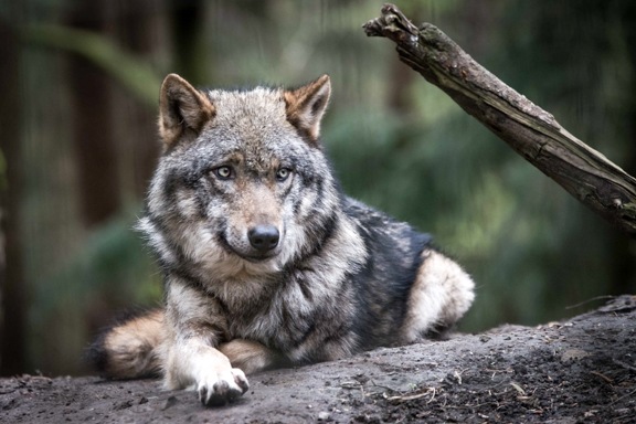 Liegender Wolf auf Baumstamm