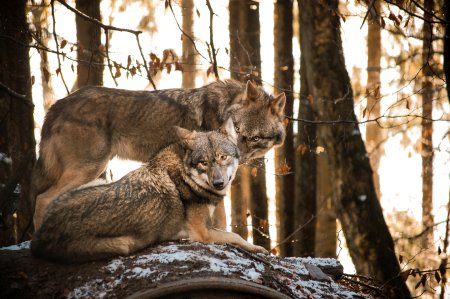 Futtertouren zum Wolf im Wildpark Schwarze Berge