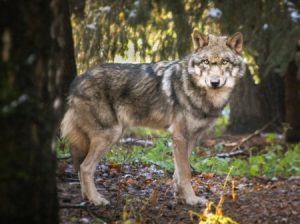 Futtertouren zum Wolfsrudel im Wildpark Schwarze Berge