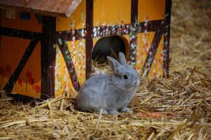 Ein kleines graues Kaninchen sitzt vor seiner Hütte