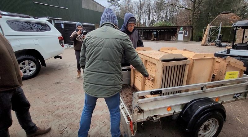 Luchse gehen in Transportboxen auf große Reise nach Polen