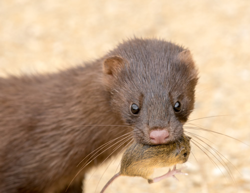 Mink trägt eine tote Maus im Maul