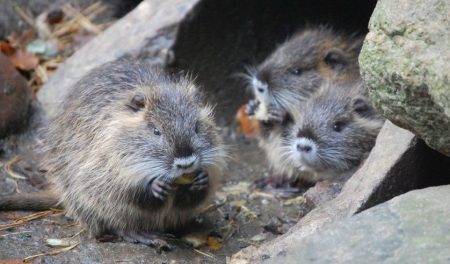 Nutria-Mutter mit zwei Nutria-Jungen beim Fressen im Wildpark Schwarze Berge