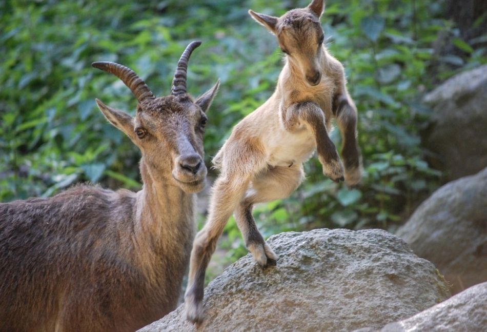 Steinbock-Mutter mit Jungtier springend im Wildpark Schwarze Berge