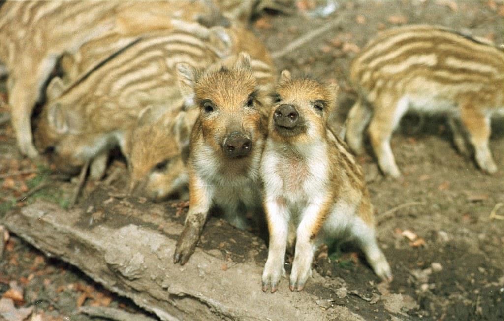 Zwei Wildschweinfrischlinge blicken einen an