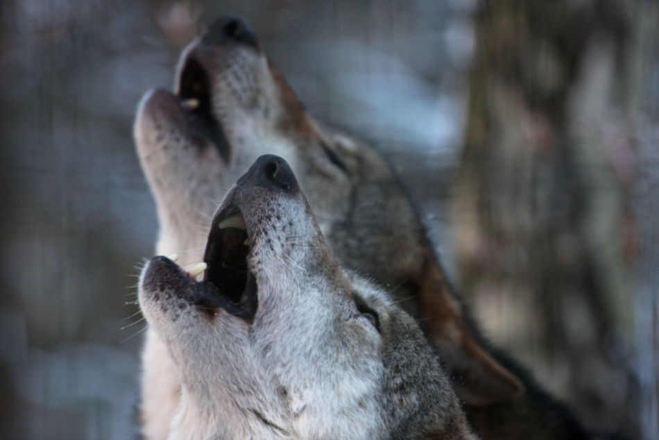 Wölfe heulen im Wildpark Schwarze Berge
