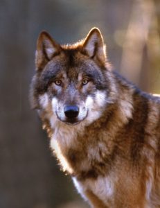 Wolf Portrait mit Blick in die Kamera im Wildpark Schwarze Berge