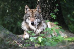Wolf schaut in die Kamera im Wildpark Schwarze Berge