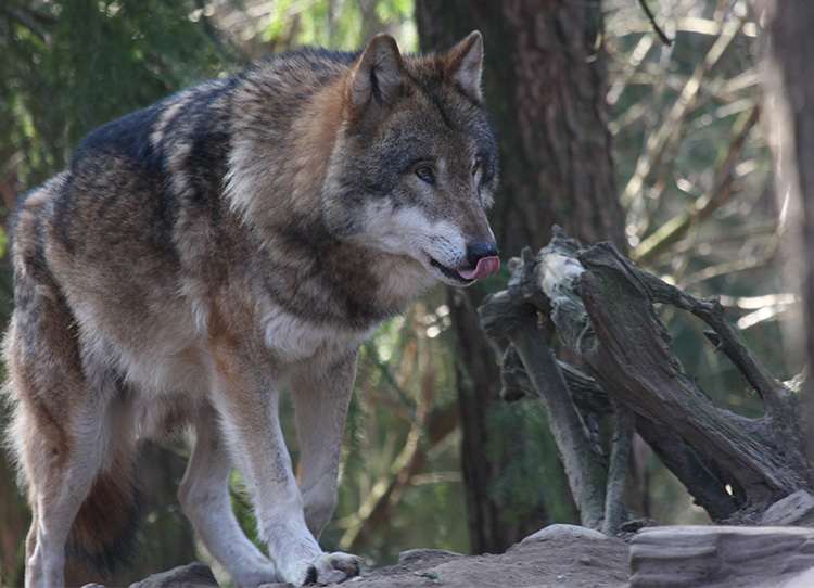 Wolf_Zunge_Wildpark Schwarze Berge