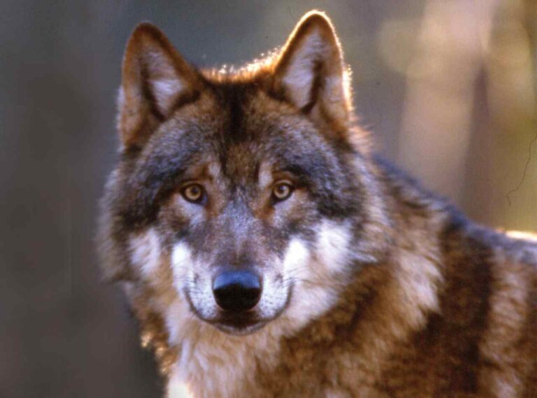 Wolf Portrait mit Blick in die Kamera im Wildpark Schwarze Berge Beitragsbild Wolfstag