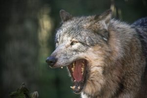 Wolf reißt sein Maul auf bei der Wolfsfütterung im Wildpark Schwarze Berge