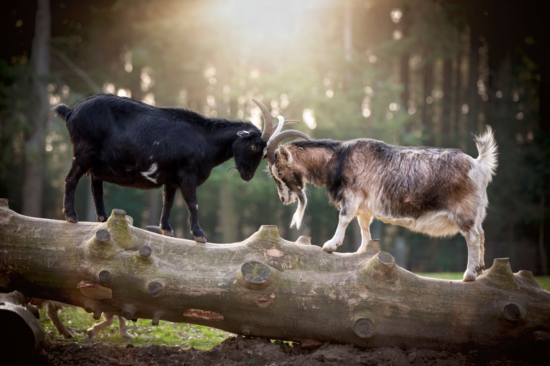 Zwei Ziegen rangeln Kopf an Kopf im Streichelgehege im Wildpark Schwarze Berge