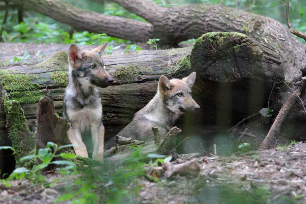 Abschied vom Wolfsnachwuchs im Wildpark Schwarze Berge, Wölfe ziehen aus, tschüss, Baumstamm