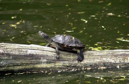 Schildkröte auf Baumstamm im Wasser im Wildpark Schwarze Berge