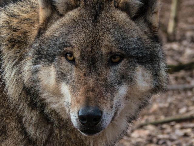 Futterttour zu Wolf und Co iim Wildpark Schwarze Berge, Wölfe, Wissenswertes, Futtertour