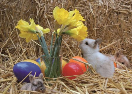 Kleines Kaninchen mit Ostereiern im Stroh schnuppert an Narzissen