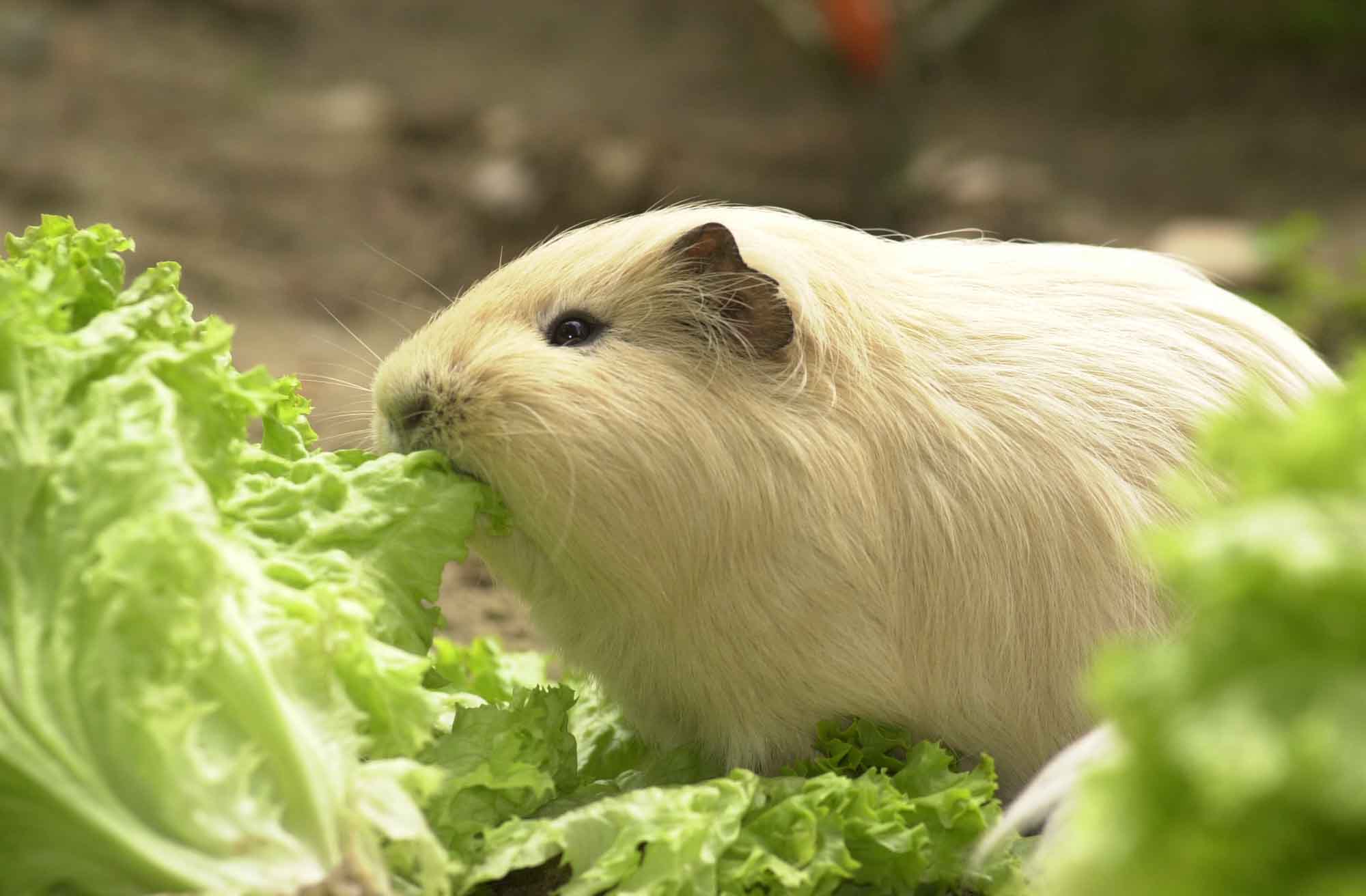 Weißes Meerschweinchen frisst ein Salatblatt