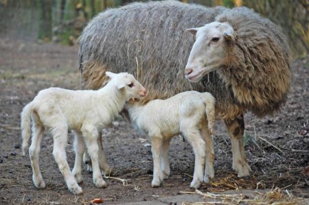 Bentheimer Schaf mit zwei Lämmern im Wildpark Schwarze Bege