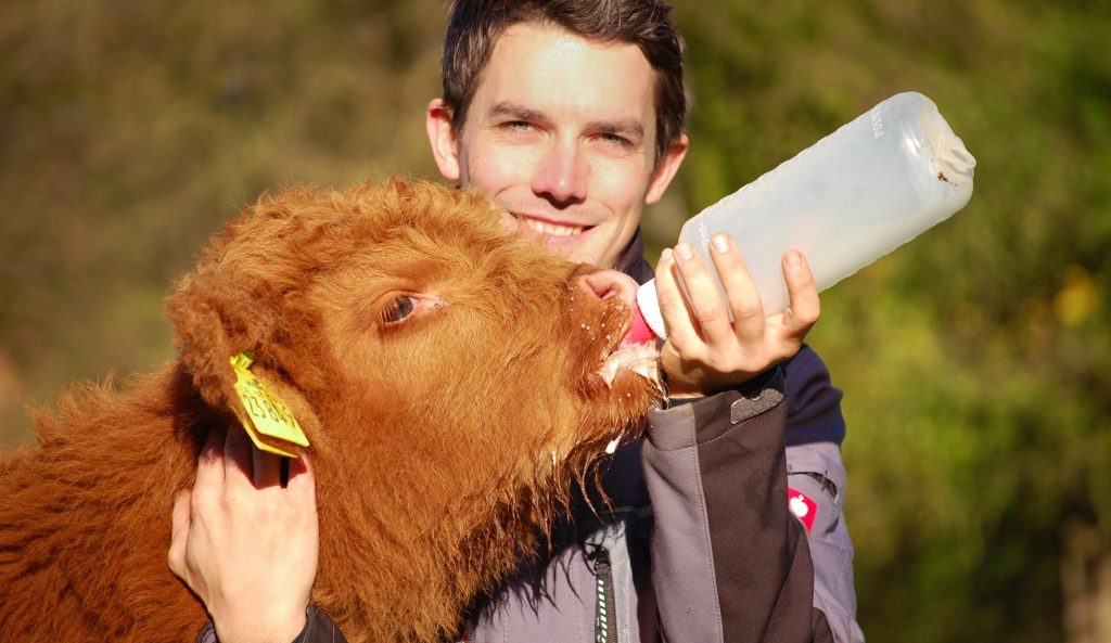 Tierpfleger füttert Schottenkalb Lars mit Milchflasche im Wildpark Schwarze Berge