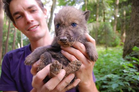 Tierpfleger hat einen Wolfs-Welpen in den Händen im Wildpark Schwarze Berge