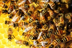 Bienenwabe im Wildpark Schwarze Berge, Biene, Wabe, Tag der Biene