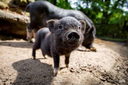 Hängebauchschwein-Jungtier blickt neugierig in die Kamera
