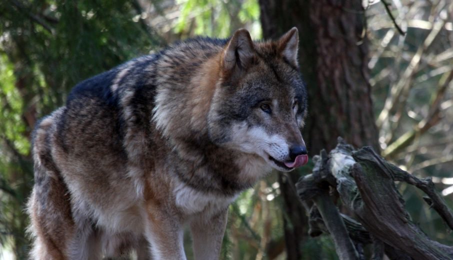 Wolf leckt sich über die Schnauze im Wildpark Schwarze Berge